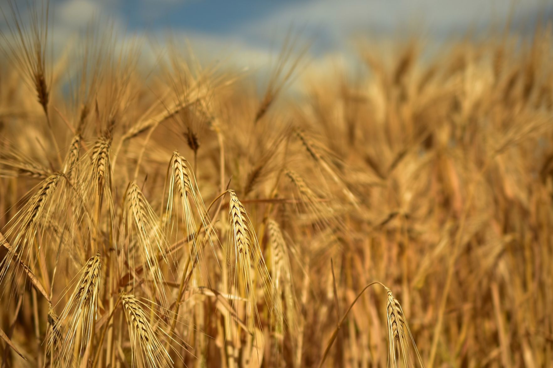 Barley
